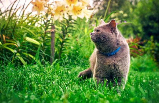 Duftmarkierung der Katze – Das sollten Sie wissen