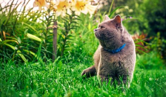 Duftmarkierung der Katze – Das sollten Sie wissen