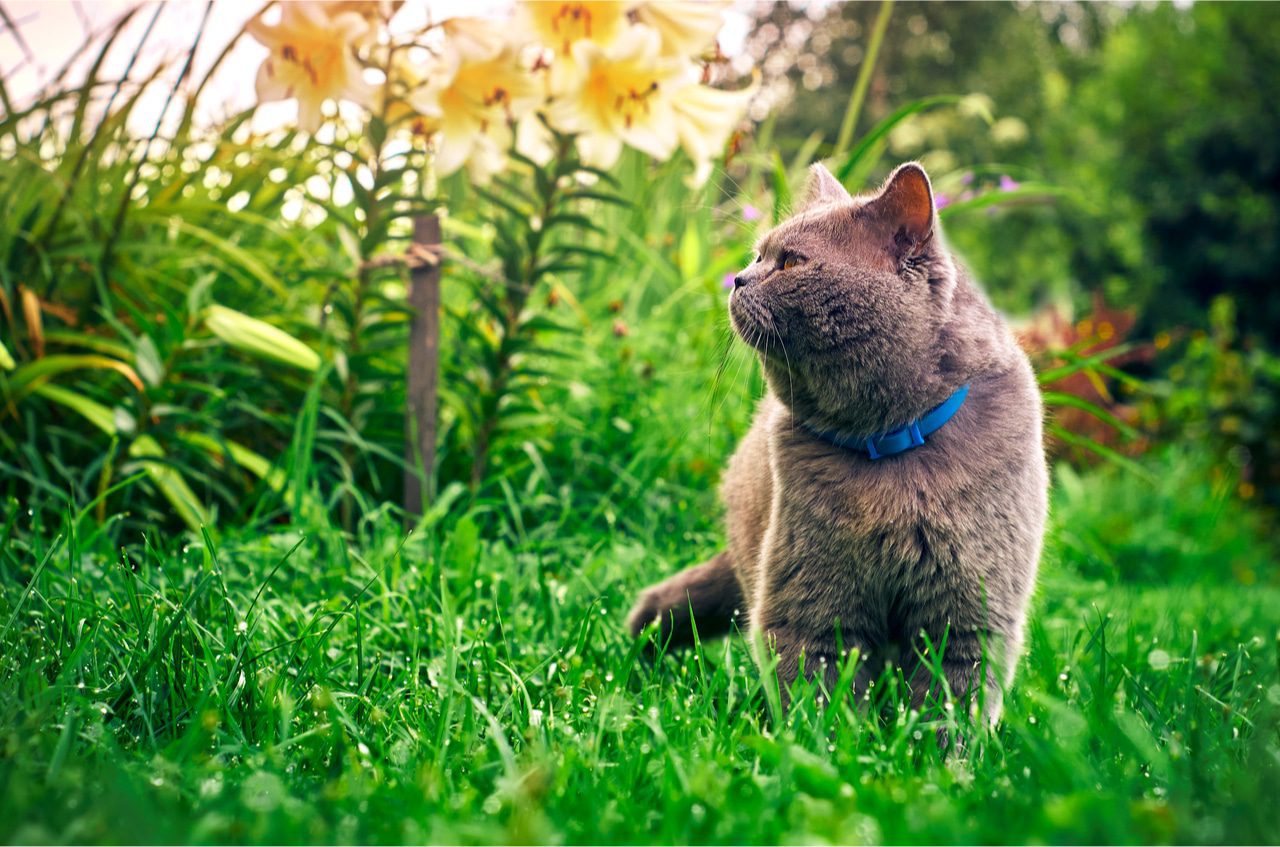 Duftmarkierung der Katze im Garten