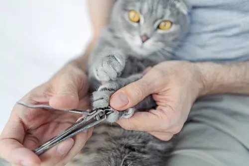 Krallenpflege bei der Katze