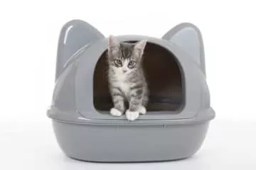 Ecktoiletten für Katzen – Das Katzenklo für die Zimmerecke