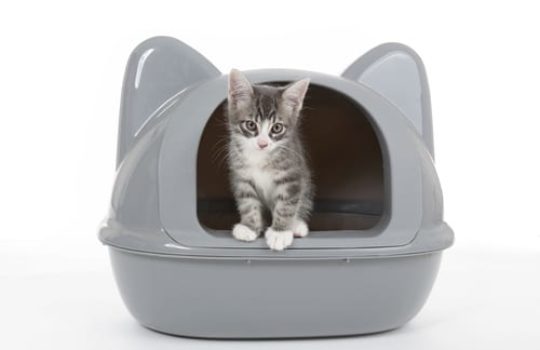 Ecktoiletten für Katzen – Das Katzenklo für die Zimmerecke
