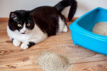 Katze verteilt Katzenstreu in der Wohnung – was hilft?
