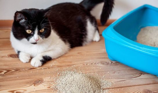 Katze verteilt Katzenstreu in der Wohnung – was hilft?