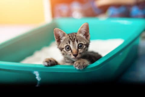 Kitten auf Katzentoilette