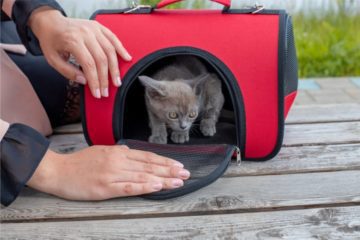 Faltbare Katzenboxen – Praktische zusammenklappbare Boxen für Katzen