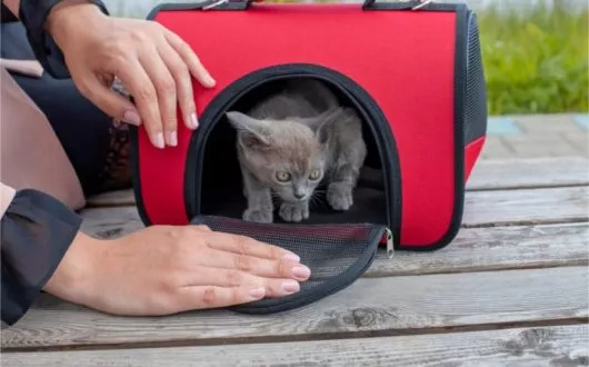 Faltbare Katzenboxen
