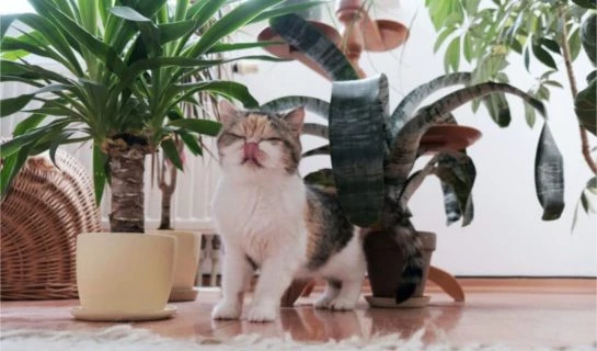 Katze buddelt im Blumentopf – was tun?
