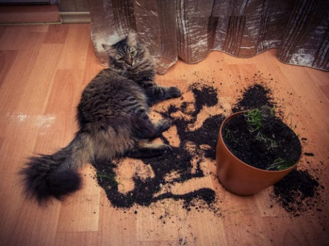 Katze buddelt im Blumentopf was tun? 7 Tricks zur Abhilfe!