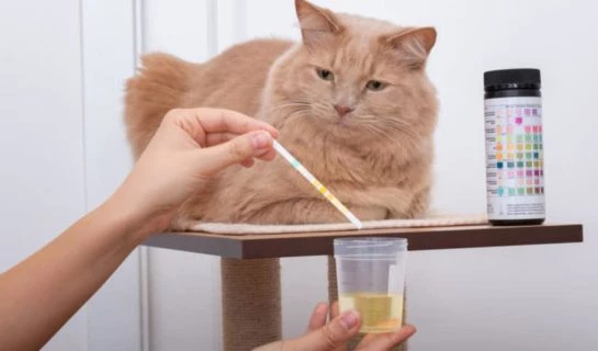Urinprobe von Katze für den Tierarzt – So geht´s!