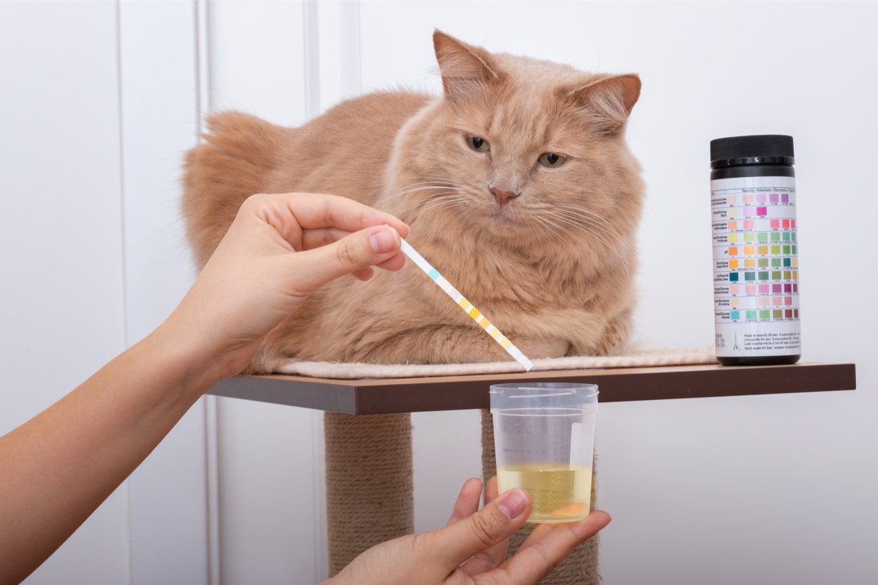 Urinprobe von Katze nehmen