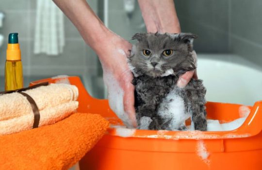 Sollte ich meine Katze baden? Tipps für Katzenhalter