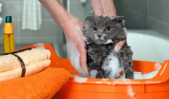 Sollte ich meine Katze baden? Tipps für Katzenhalter
