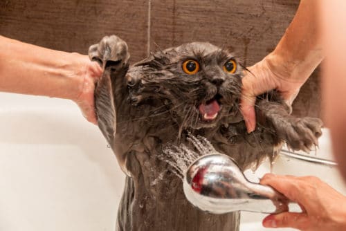 Katze duschen und waschen