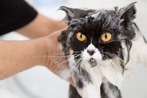 Katzen waschen