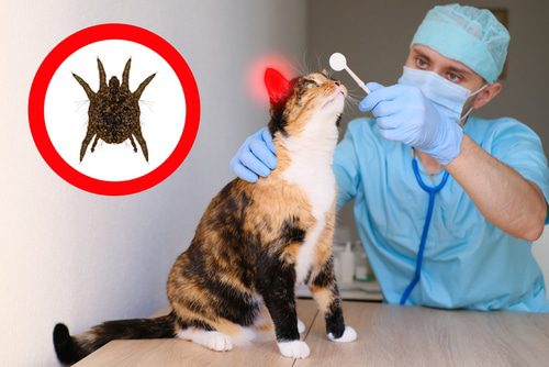Tierarzt Untersuchung Katzenohr