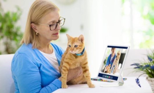 Online Tierarzt