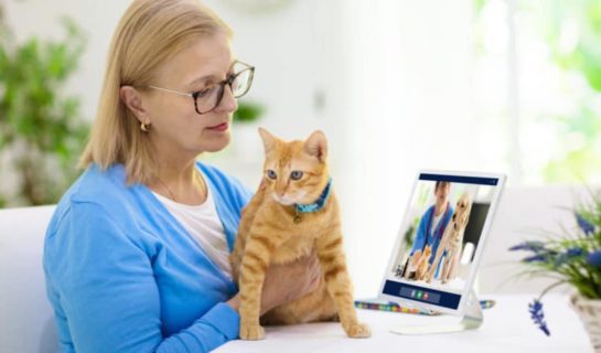 Tierarztberatung Online – Telemedizin für Haustiere