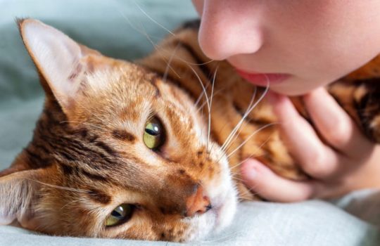 Darmverschluss bei Katzen: Infos über Symptome