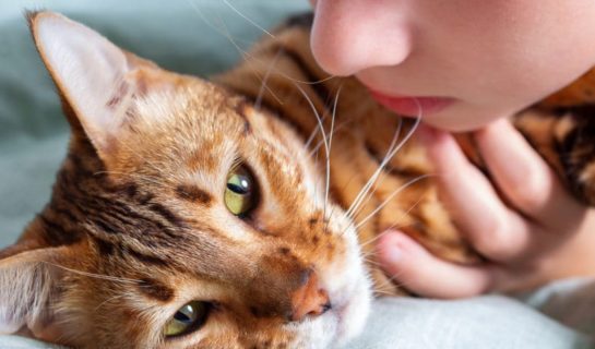 Darmverschluss bei Katzen: Infos über Symptome