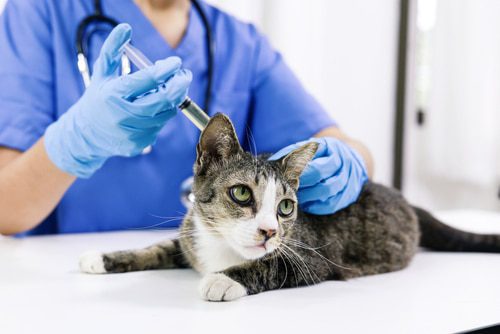 Behandlung durch den Tierarzt mit Antibiotika