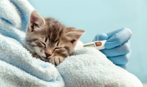 Katzenschnupfen - Symptome, Behandlung und Vorbeugung