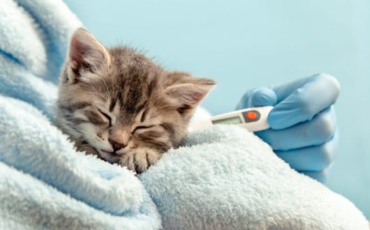 Katzenschnupfen - Symptome, Behandlung und Vorbeugung