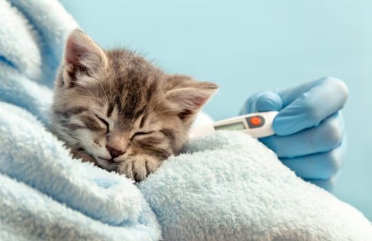 Katzenschnupfen: Wichtige Symptome, Behandlung & Vorbeugung